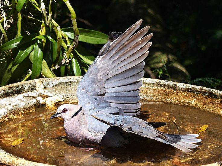 Redeyed-dove-birdbath