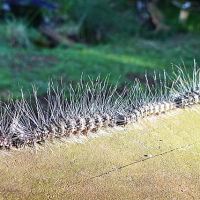 Following the silk road: Processionary caterpillars in our suburban garden:  Part 1