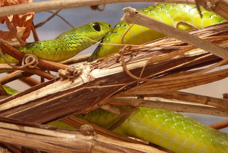 Natal Green Snake in grapevine