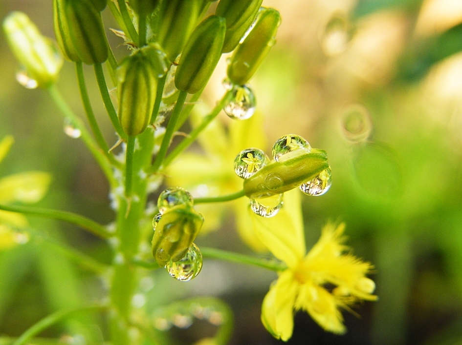 Bulbine and droplets of rain in suburban garden