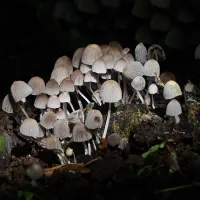 Fairy-tale fungi: The magic of mushrooms