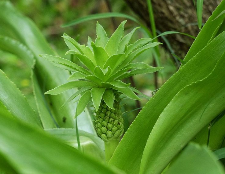 pineapple-lily-budding