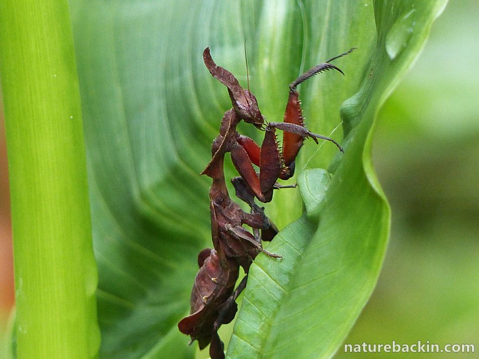 Leaf Mantis on Arum Lily Leaf, garden KwaZulu-Natal