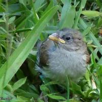 Bird parents to the rescue: The day the baby sparrow fell from the nest
