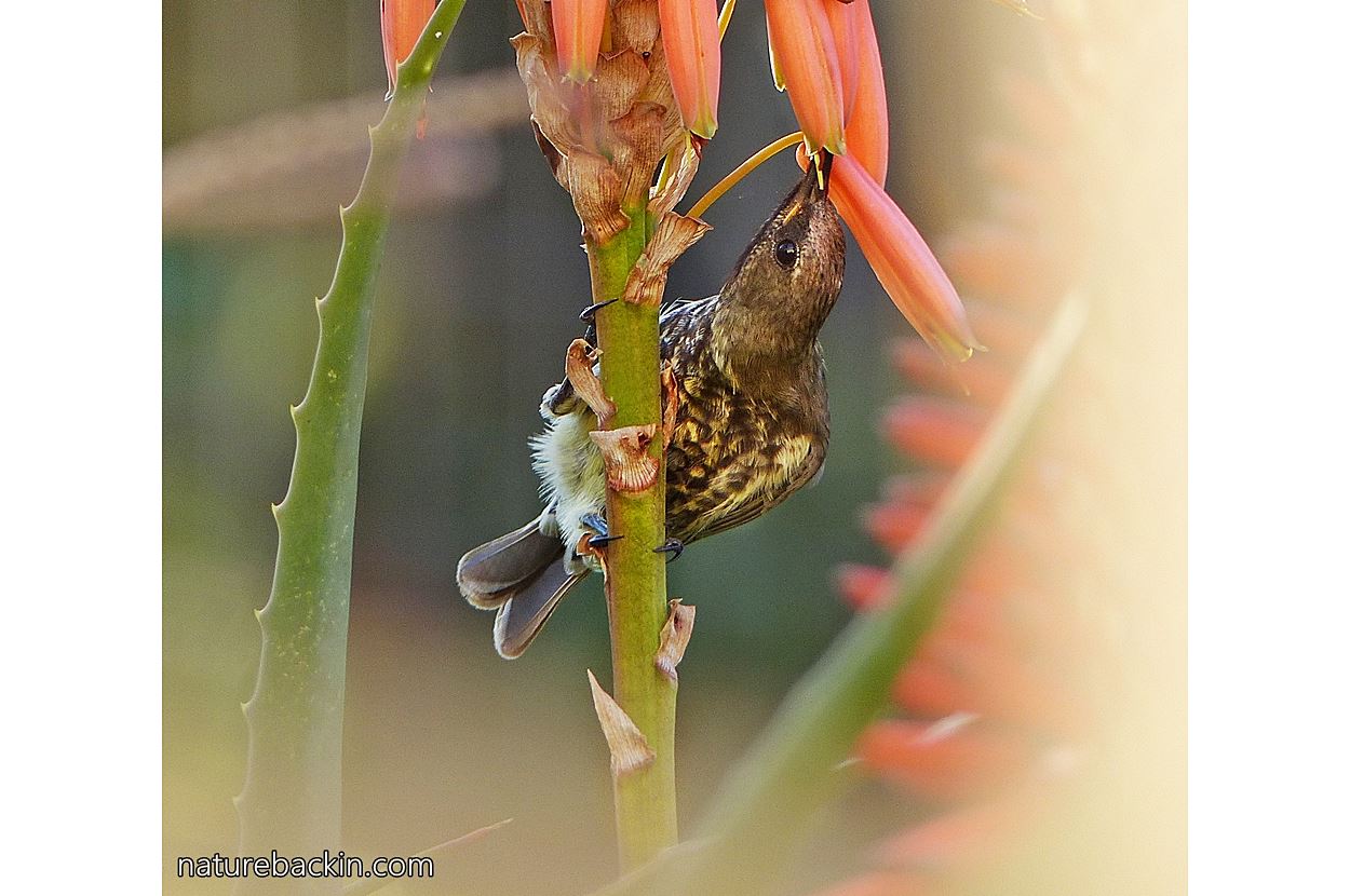 Female Amethyst Sunbird feeding from an aloe in a garden in KwaZulu-Natal