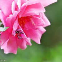 In the pink: Flower mantids in the garden