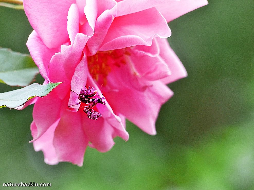 Flower Mantis on a rose