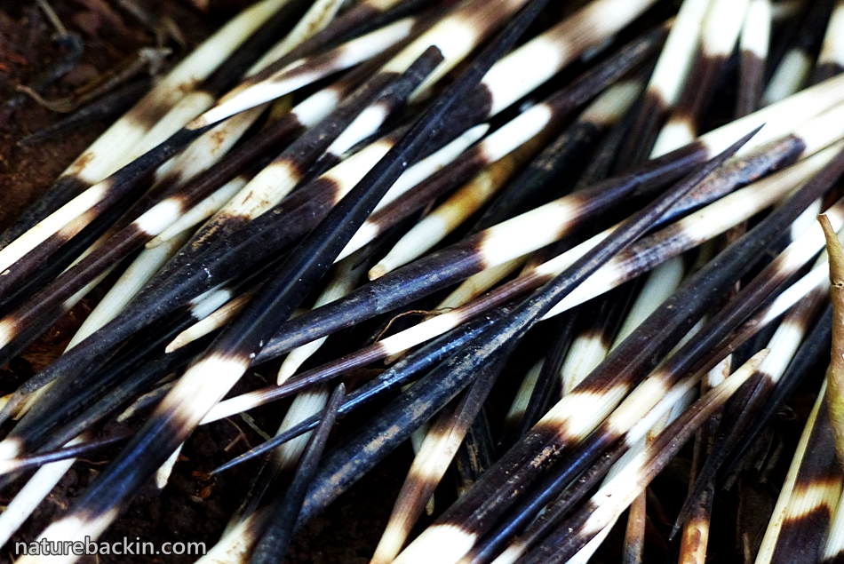 Quills of the Cape Porcupine