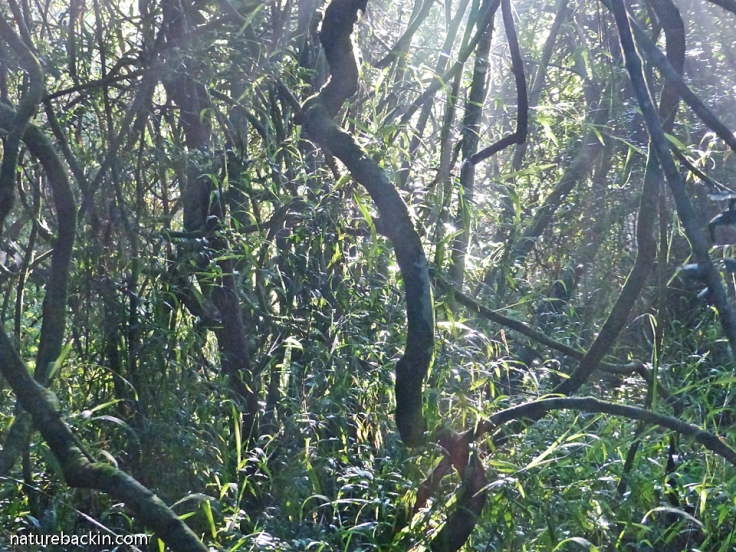 Trees and vines in morning light in mistbelt forest