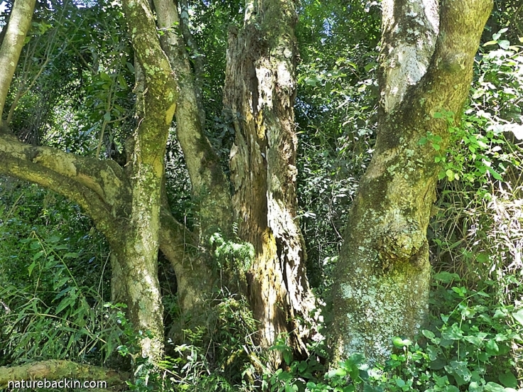 2000-year-old Lemonwood Tree, KwaZulu-Natal Midlands