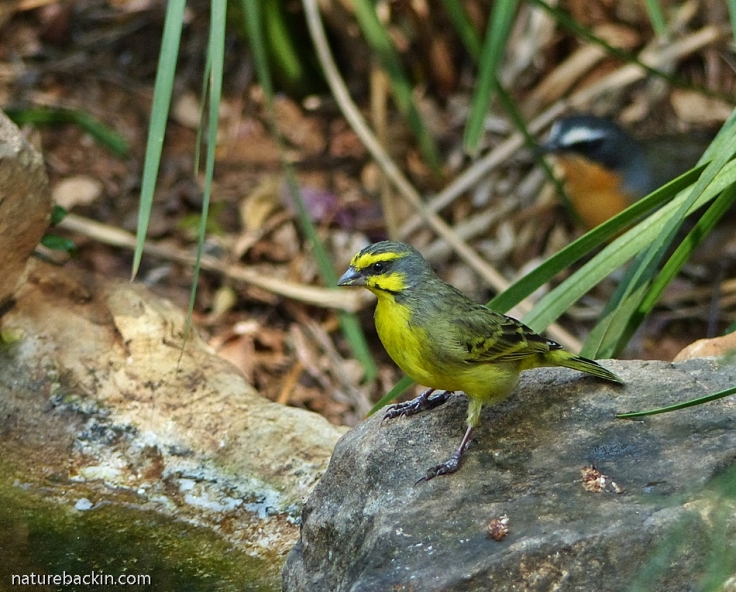 Yellow-fronted Canary at garden pond, South Africa