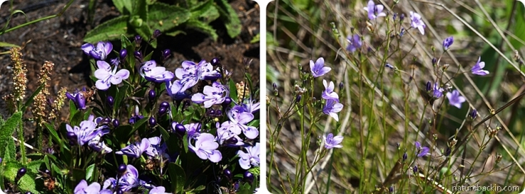 Blue wildflowers in mistbelt grassland in summer