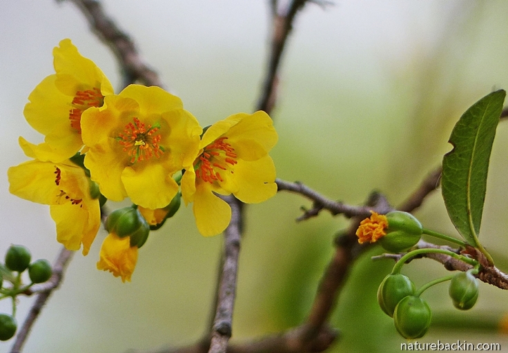 OYellow flowers of Ochna natalensis in wildlife-friendly garden