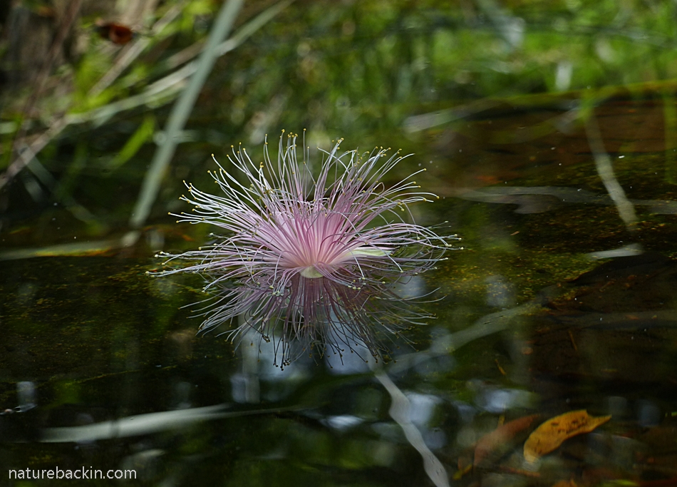 Powder-puff Tree flower floating on water, South Africa