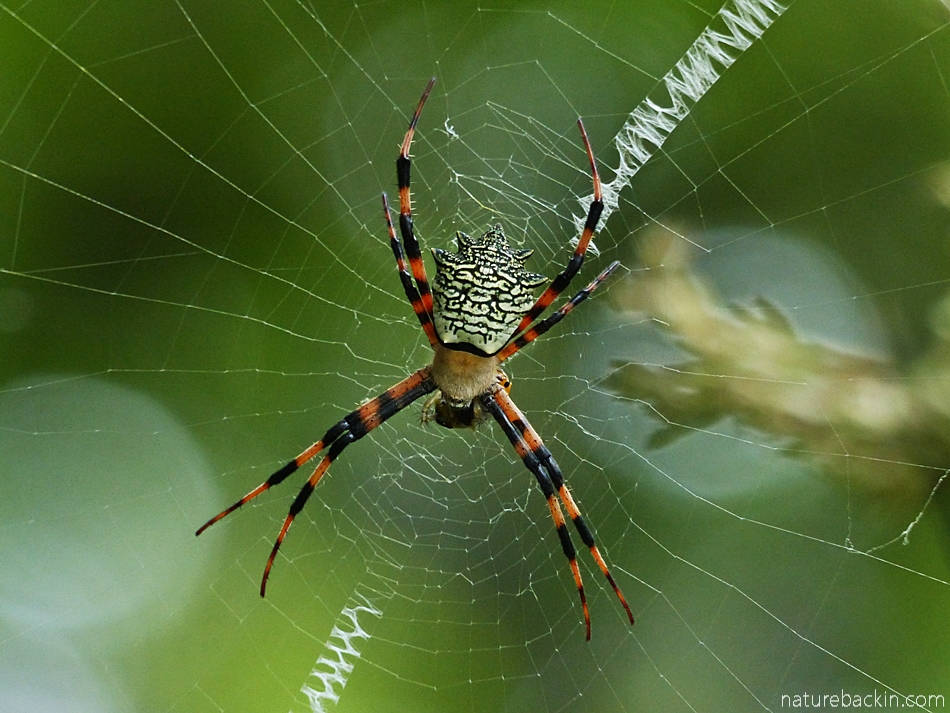 This beautiful garden spider, or zipper spider, or writing spider