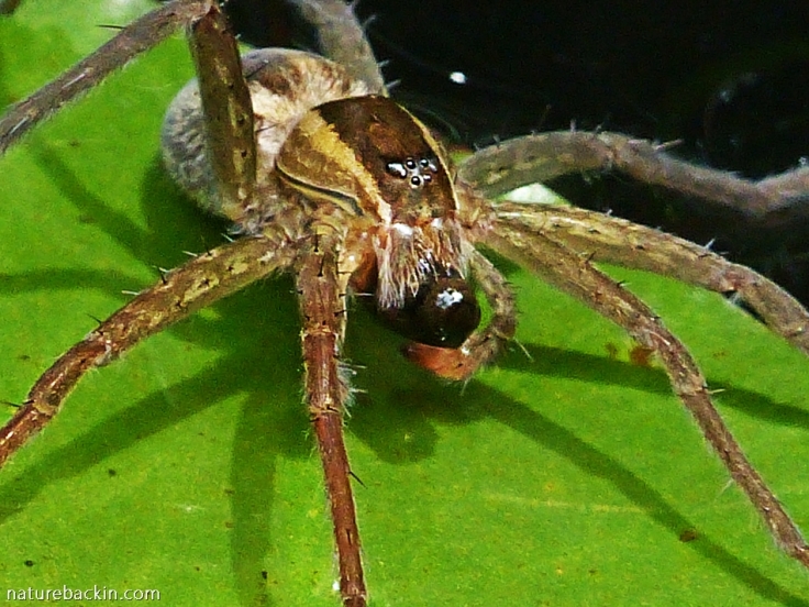 Fishing spider holding tadpole while it eats it