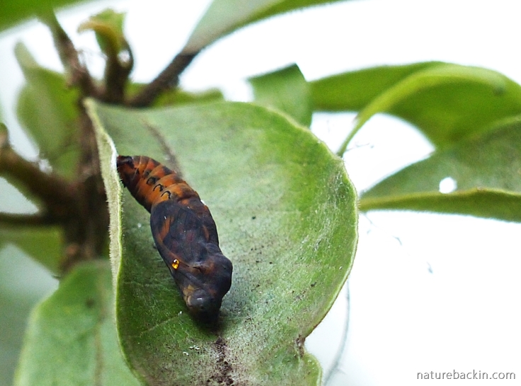 Pupa of the Blood-red Acraea butterfly on and African dog rose