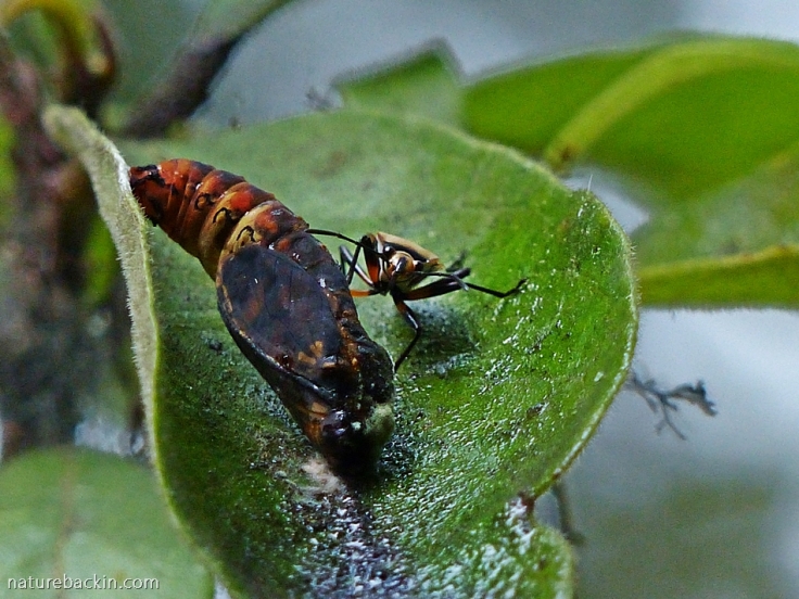 Assassin bug eating the pupa of the Blood-red Acraea butterfly