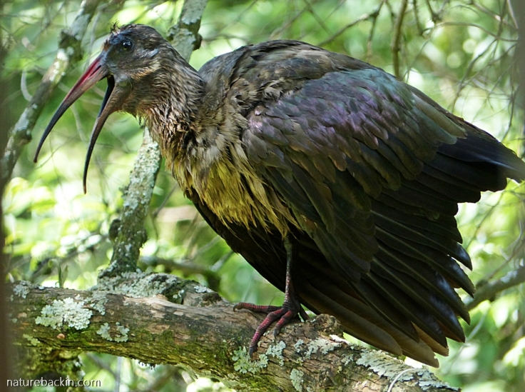 Hadeda ibis yawning of jaw-stretching while preening