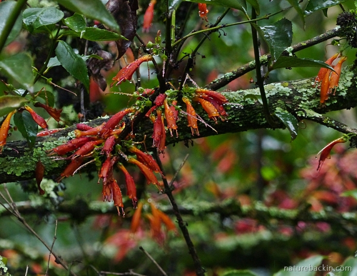 Flowers of the Tree Fuschia (Halleria lucida)