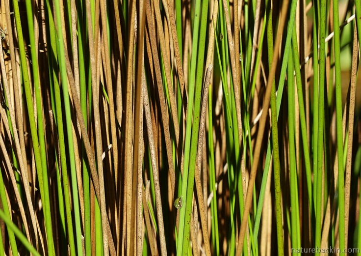 Stems of reads in close-up