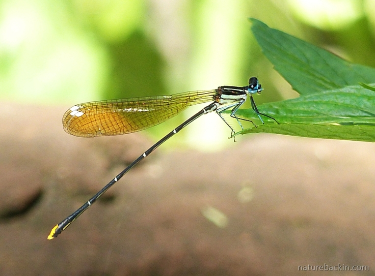 Damselfly at rest