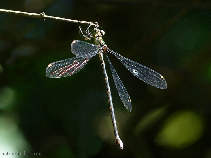 Close-up of damselfly with wings spread