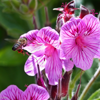 Pelargoniums – wild and domesticated
