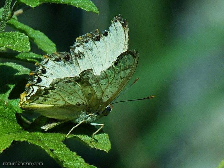A male Battling Glider butterfly with slightly tatty wings