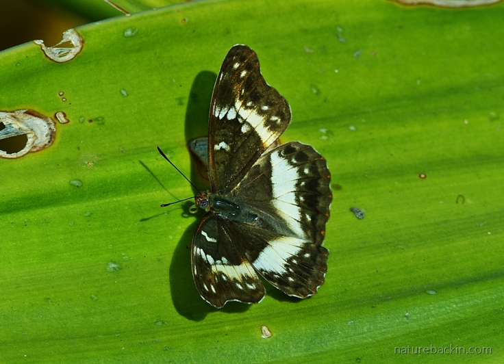 Female Battling Glider butterfly basking in the sun