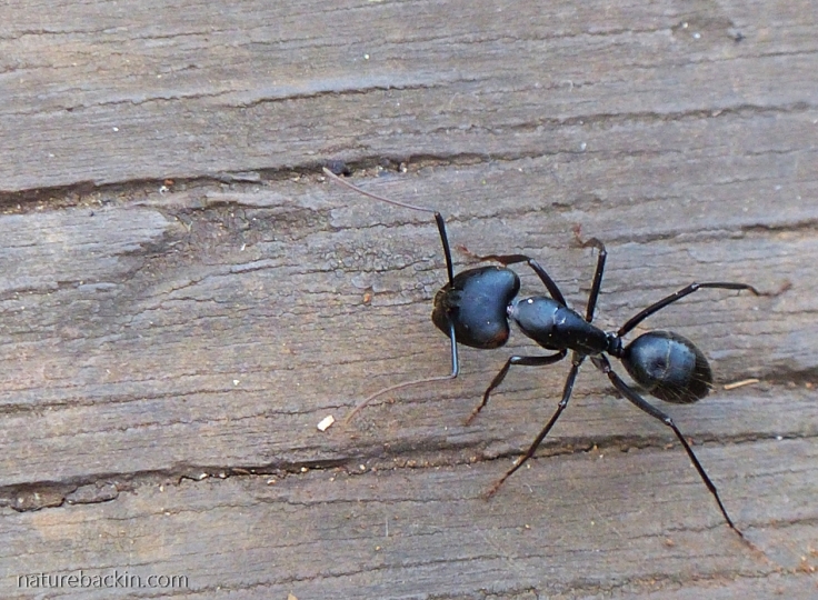 Large-black-ant-South-Africa