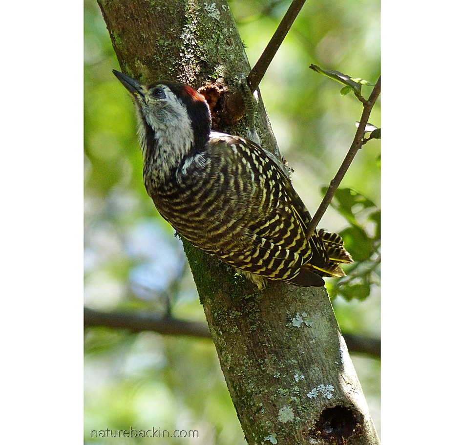 Male Cardinal Woodpecker, KwaZulu-Natal, South Africa
