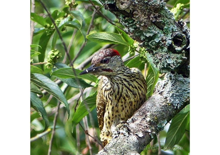 Male Golden-tailed Woodpecker foraging in a tree, KwaZulu-Natal