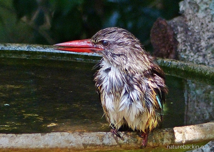 Brown-hooded kingfisher at birdbath