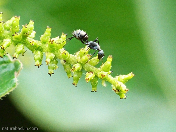 Ant foraging on flower of Tassel Berry tree
