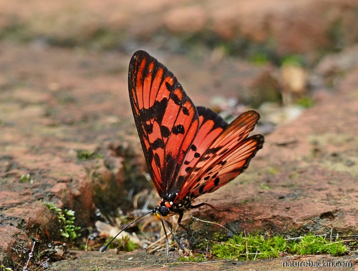 Blood-red Acraea-butterfly