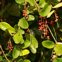 The Tassel Berry tree: Bountiful in fruit and flower