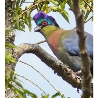 Sound and vision: The Purple-crested Turaco