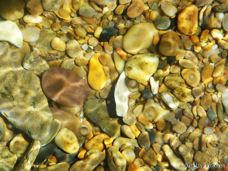 Smooth pebbles underwater in rock pools at Sodwana Bay