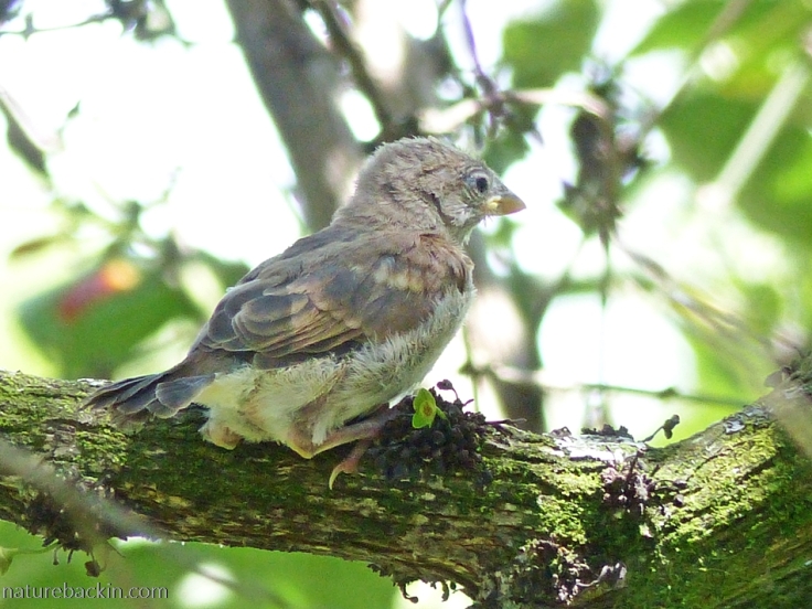 Fledgling southern greyheaded sparrow