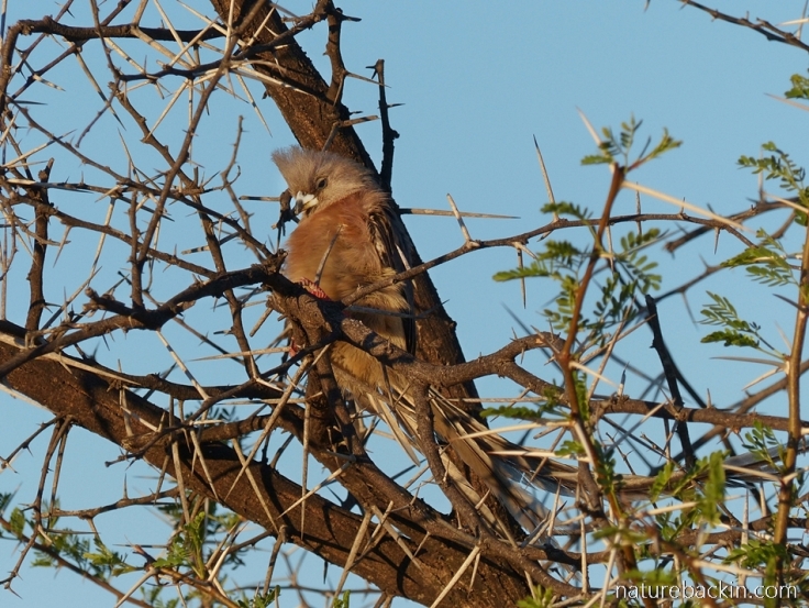 A speckled mousebird at Camdeboo National Park, South Africa