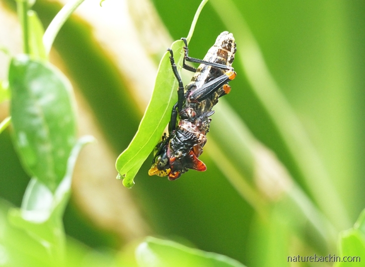 Grasshopper starting to shed its exoskeleton
