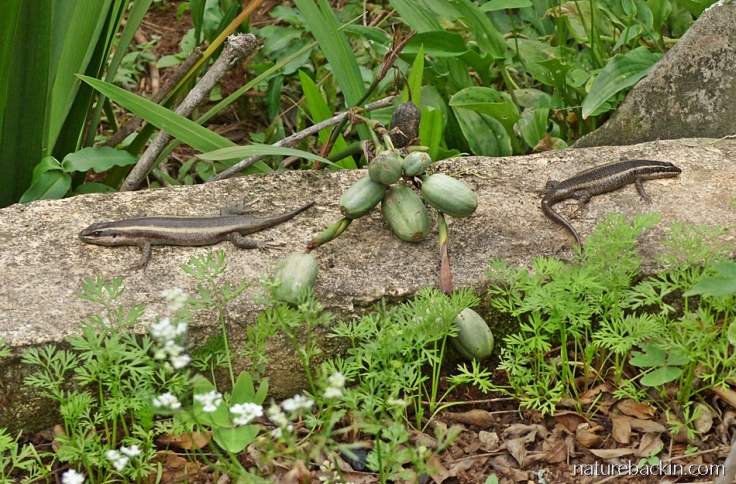 A pair of striped skinks basking in a garden