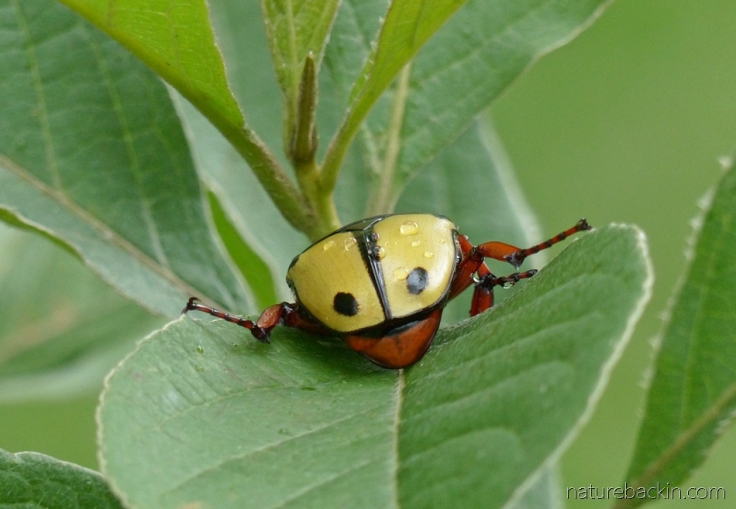 Rear view of large flower chafer beetle with two black dots on yellow carapace