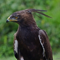 Urban raptors: Long-crested eagle