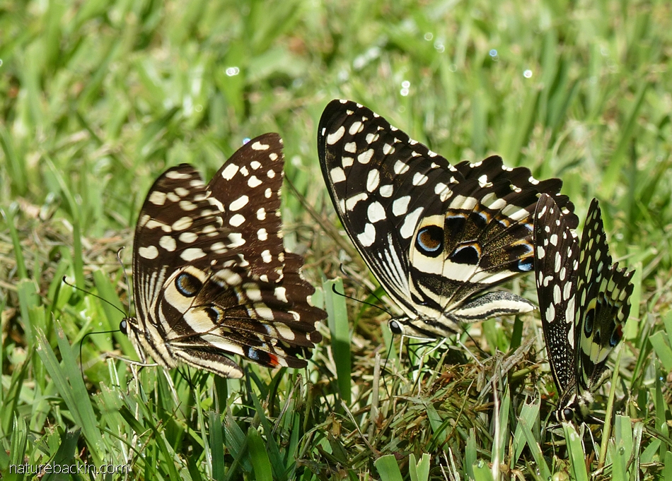 Citrus swallowtail butterflies, a caterpillar and an agama too