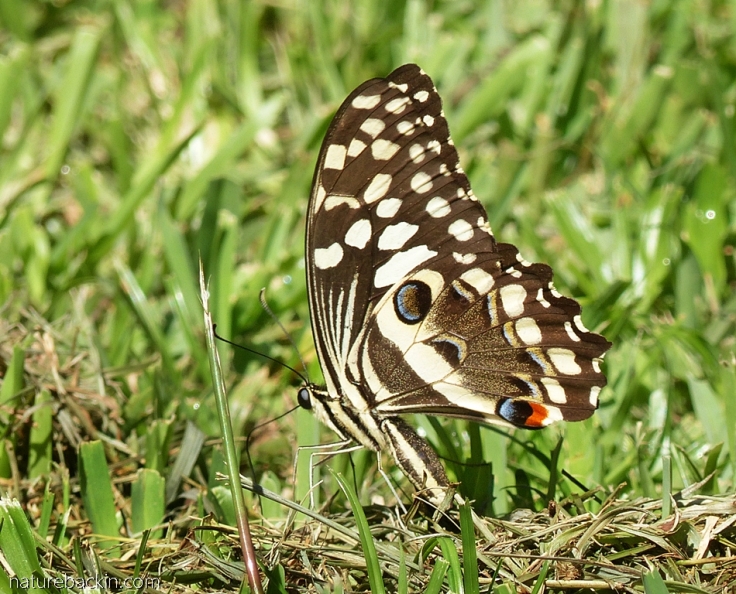 Citrus-swallowtail-butterfly
