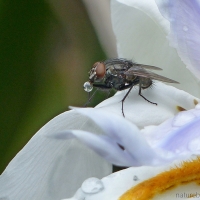 Backyard curiosities 1: Bubble-blowing flies