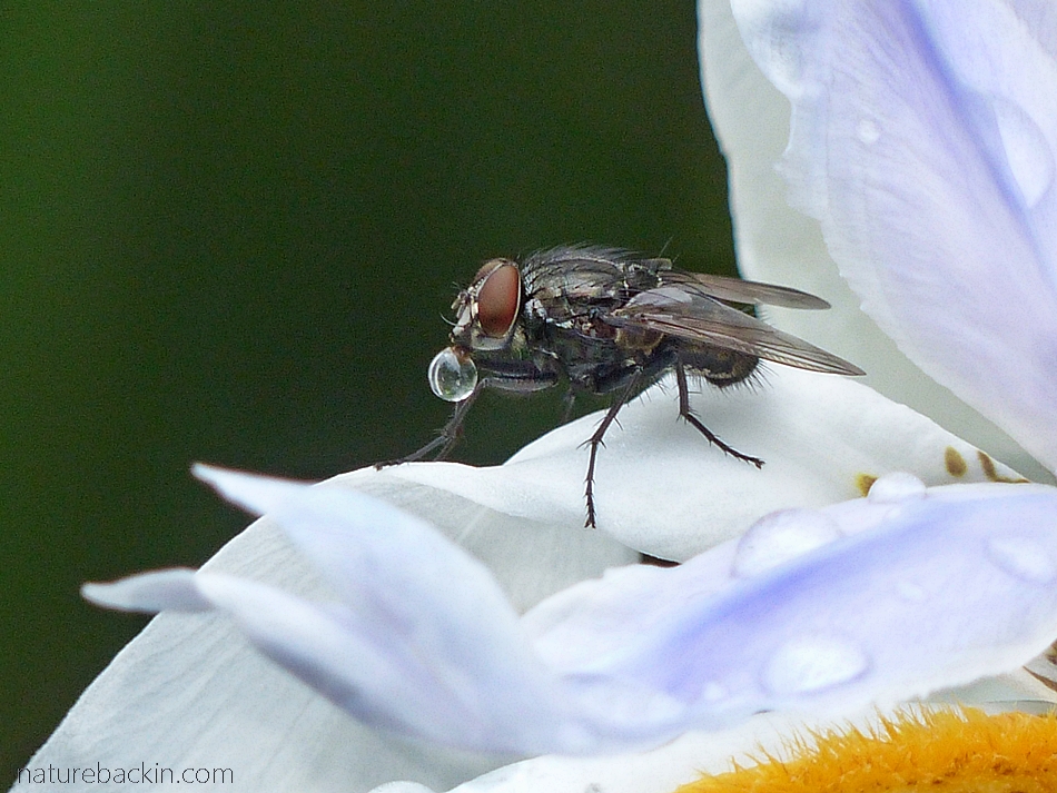 Backyard curiosities 1: Bubble-blowing flies – letting nature back in