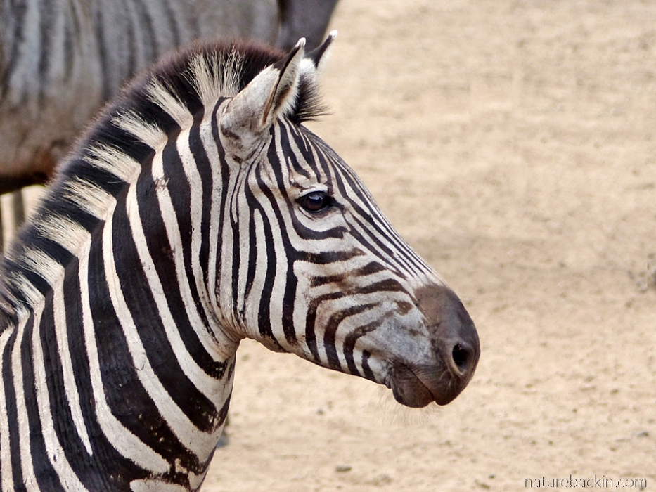 Zebra on the alert, Mkhuze Game Reserve, South Africa
